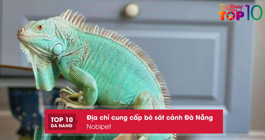 nobipet-bo-sat-canh-da-nang-da-dang-chung-loai-top10danang