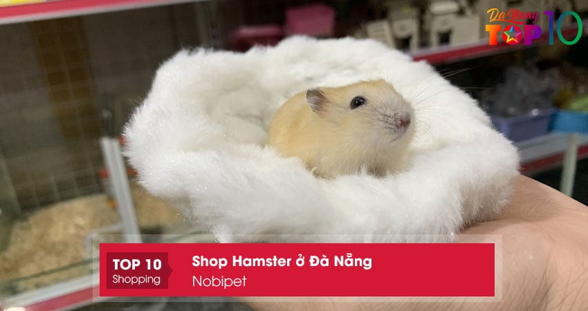 nobipet-shop-hamster-o-da-nang-giong-tot-top10danang