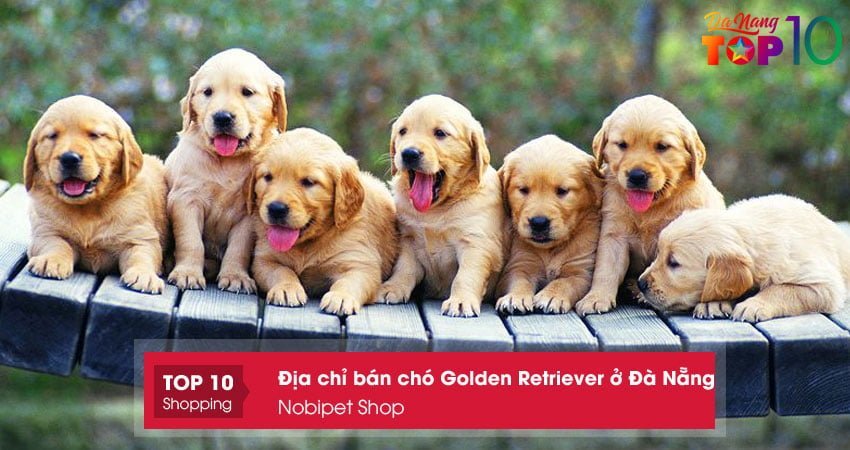 nobipet-shop-top10danang
