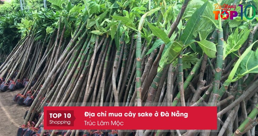 noi-mua-cay-sake-o-da-nang-truc-lam-moc-top10danang noi-mua-cay-sake-o-da-nang-truc-lam-moc-top10danang