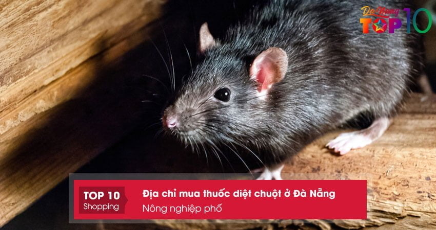 nong-nghiep-pho-dia-chi-mua-thuoc-diet-chuot-o-da-nang-top10danang