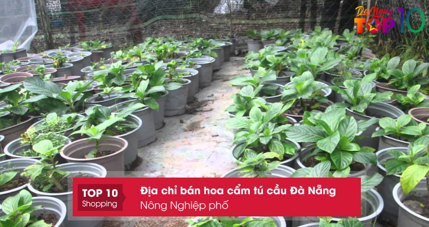 nong-nghiep-pho-top10danang