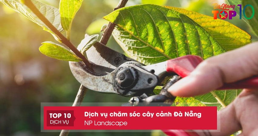 np-landscape-dich-vu-cham-soc-cay-san-vuon-da-nang-top10danang