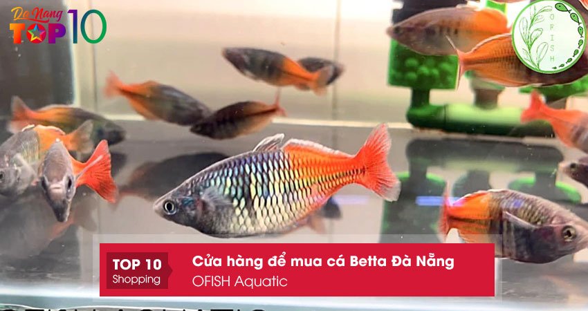 ofish-aquatic-top10danang