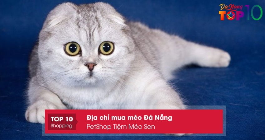 petshop-tiem-meo-sen-mua-meo-da-nang-gia-tot-top10danang