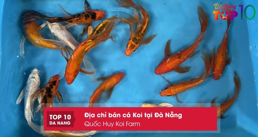 quoc-huy-koi-farm-ca-koi-tai-da-nang-gia-re-top10danang