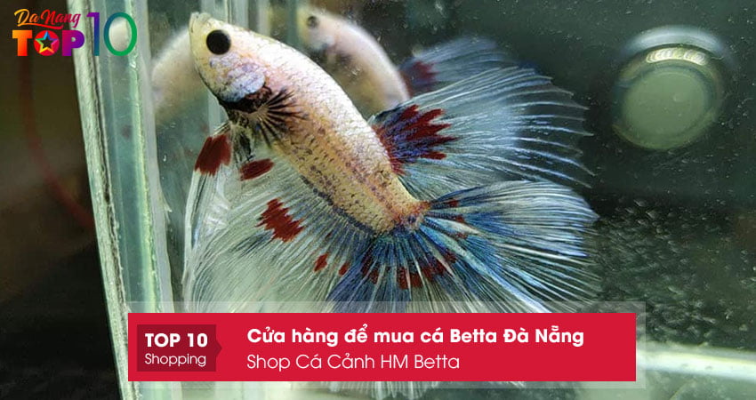 shop-ca-canh-hm-betta-top10danang