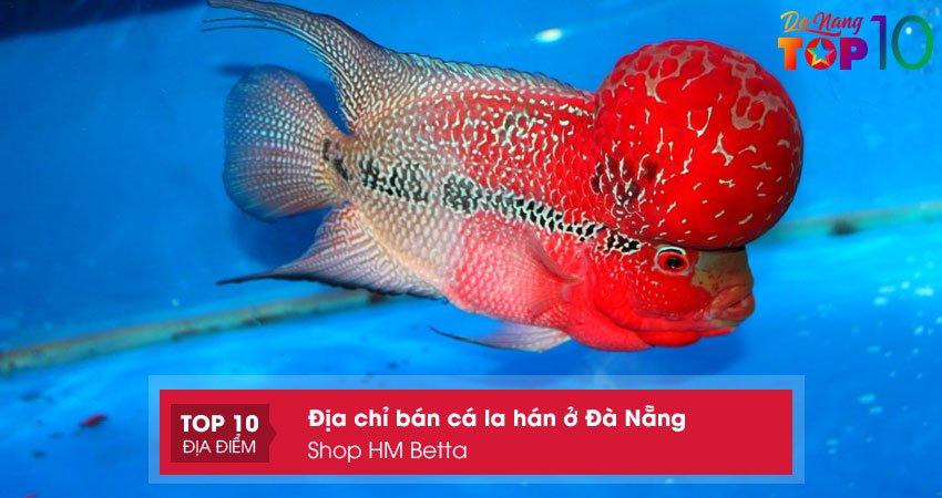shop-hm-betta-top10danang