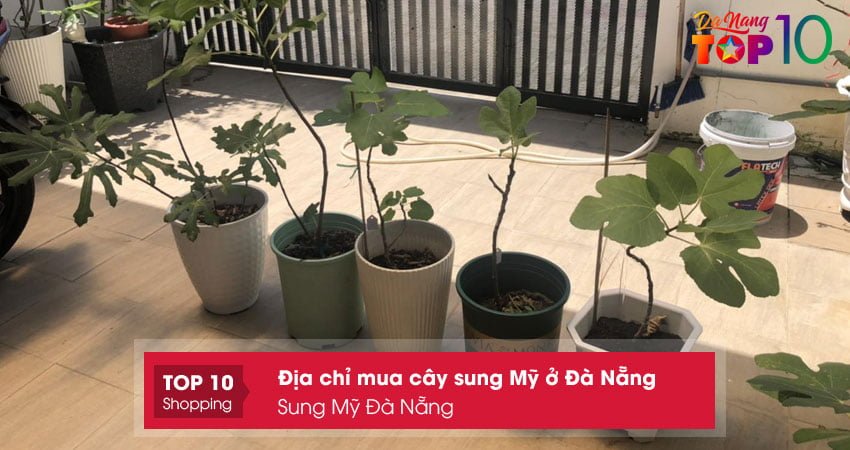sung-my-da-nang-mua-cay-sung-my-o-da-nang-khoe-dep-top10danang