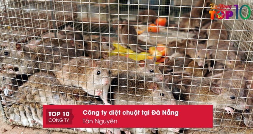tan-nguyen-top10danang