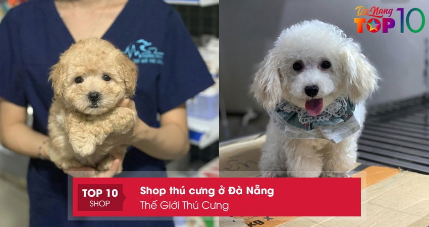 the-gioi-thu-cung-shop-thu-cung-o-da-nang-uy-tin-top10danang