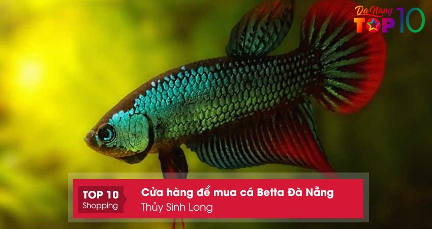 thuy-sinh-long-mua-ca-betta-da-nang-chat-luong-top10danang