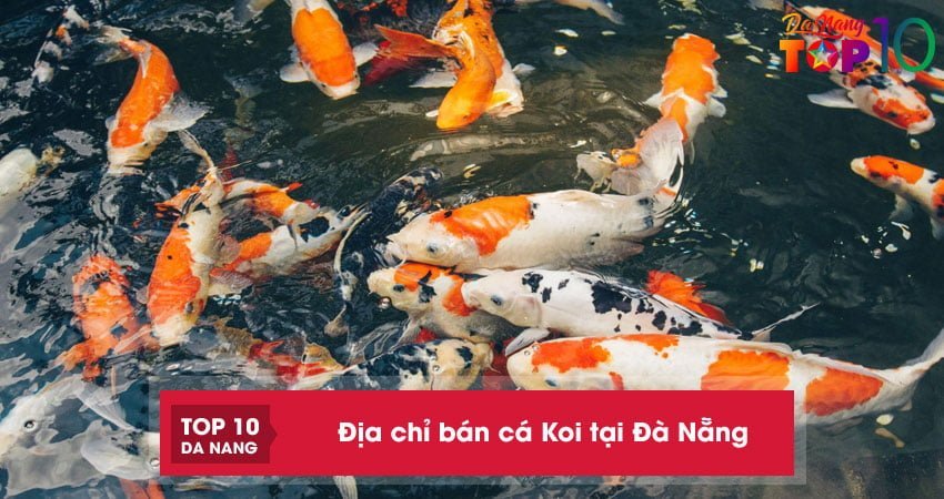 Top 10+ địa chỉ bán cá Koi tại Đà Nẵng cam kết giống khỏe đẹp nhất