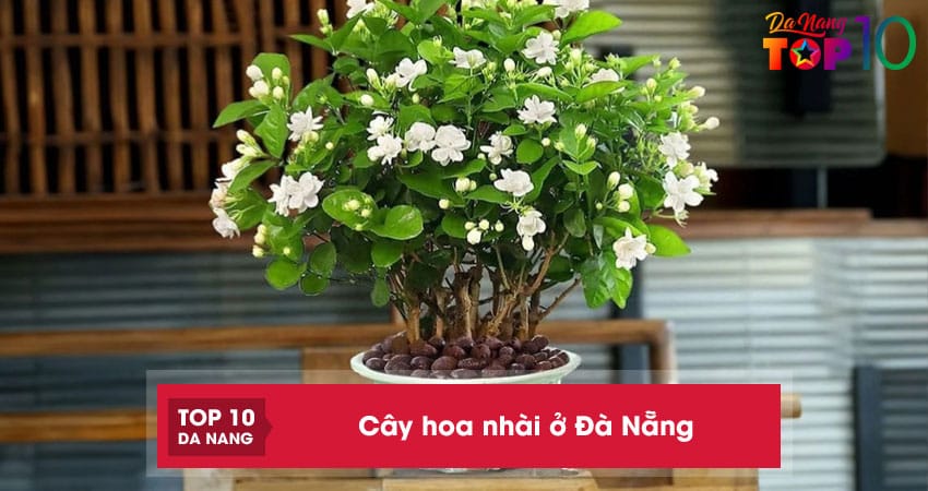 Top 10 địa chỉ bán cây hoa nhài ở Đà Nẵng đẹp, giá bán rẻ