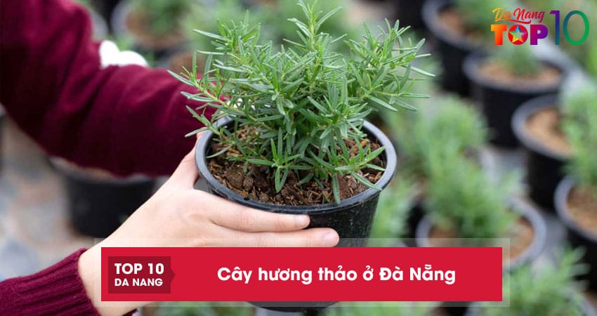 Top 10 địa chỉ bán cây hương thảo ở Đà Nẵng dễ trồng giá tốt