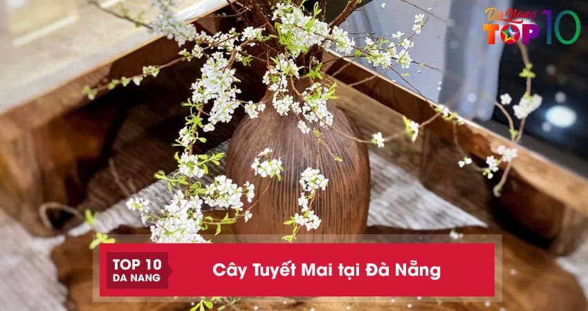 Top 10 địa chỉ bán cây Tuyết Mai tại Đà Nẵng chưng tết đẹp, nhiều nụ
