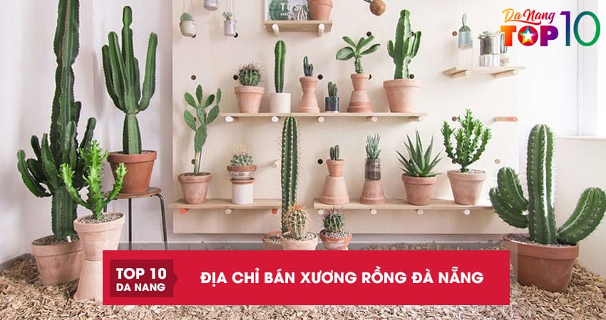 Top 10 địa chỉ bán xương rồng Đà Nẵng đẹp dễ chăm sóc