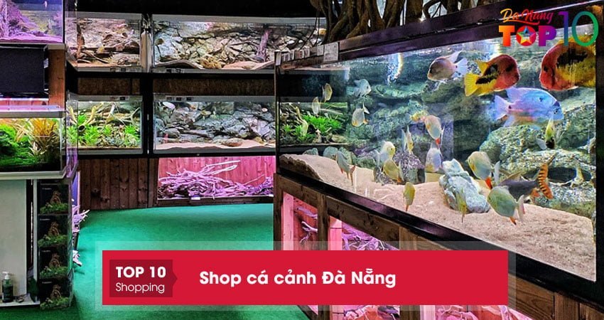 Top 10 shop cá cảnh ở Đà Nẵng ĐẸP – ĐỘC – sỉ lẻ