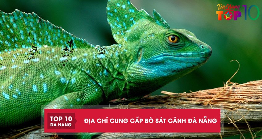 Top 2 địa chỉ cung cấp bò sát cảnh Đà Nẵng nhiều chủng loại khỏe đẹp