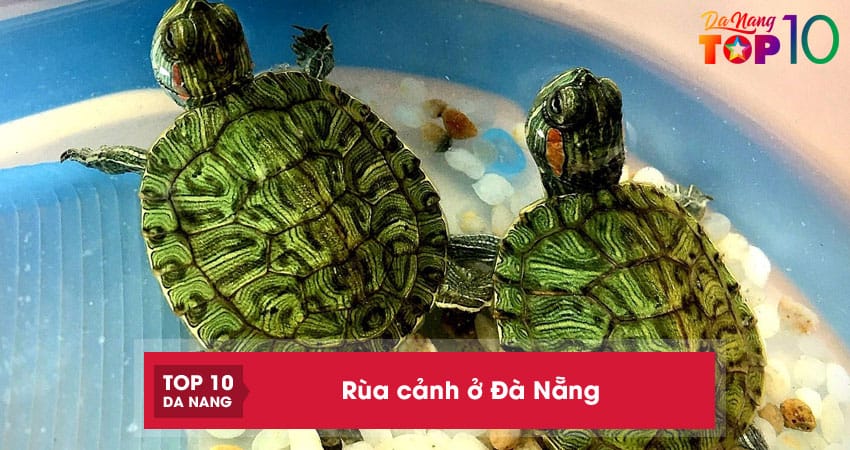 Top 3 địa chỉ bán rùa cảnh ở Đà Nẵng đa dạng chủng loại