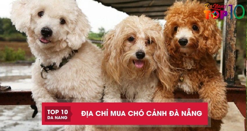 Top 3 địa chỉ mua chó cảnh Đà Nẵng giống đẹp khỏe mạnh