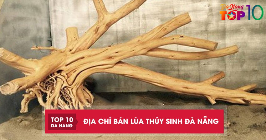 Top 4 địa chỉ bán lũa thủy sinh Đà Nẵng trang trí đẹp