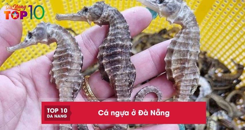 Top 4 địa chỉ mua cá ngựa ở Đà Nẵng giá thành phải chăng