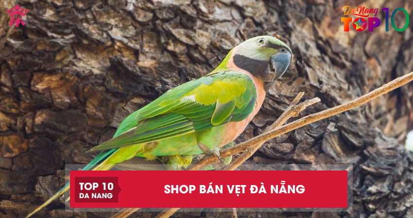 Top 4 shop bán vẹt Đà Nẵng chủng loài đa dạng