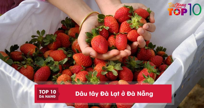 TOP 5 cửa hàng bán dâu tây Đà Lạt ở Đà Nẵng ngon ngọt