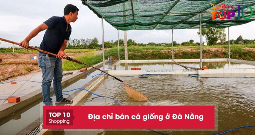 Top 5+ địa chỉ bán cá giống ở Đà Nẵng đủ loại, sinh trưởng tốt