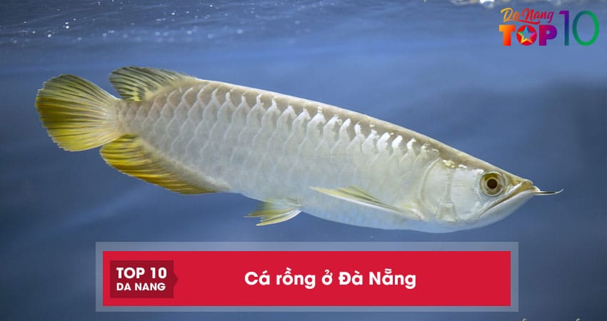 Top 5 địa chỉ bán cá rồng ở Đà Nẵng siêu đẹp, khỏe mạnh