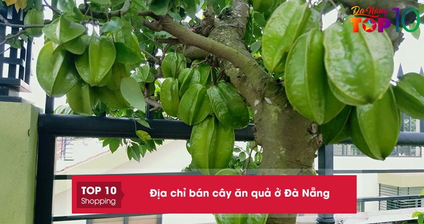 Top 10+ địa chỉ bán cây ăn quả ở Đà Nẵng giống tốt giá rẻ