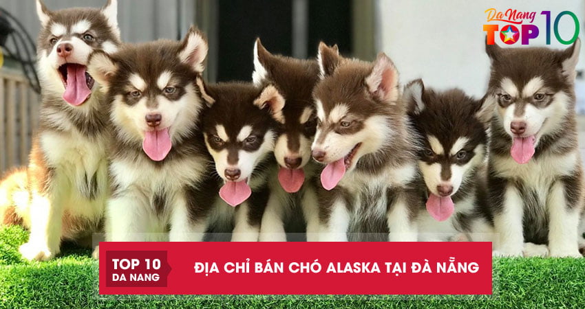 Top 5 địa chỉ bán chó Alaska tại Đà Nẵng giống tốt khỏe mạnh
