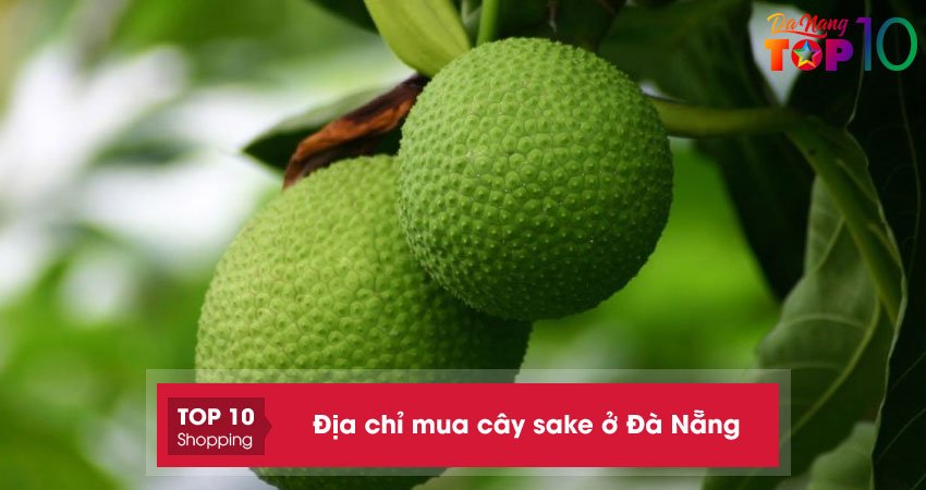 Top 5+ địa chỉ mua cây sake ở Đà Nẵng sai quả giá TỐT