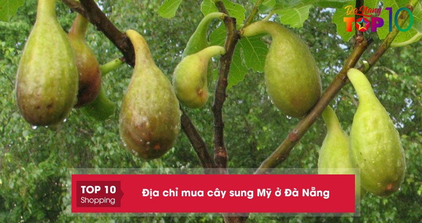 Top 5+ địa chỉ mua cây sung Mỹ ở Đà Nẵng giống tốt nhanh sai quả