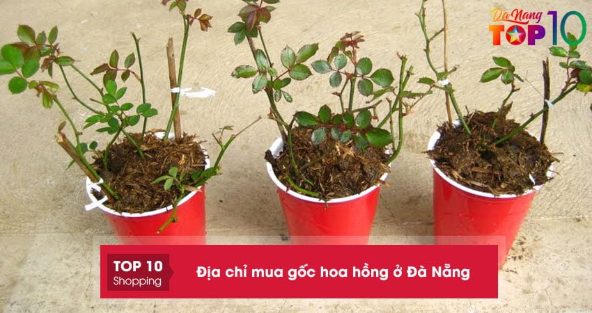 Top 5+ địa chỉ mua gốc hoa hồng ở Đà Nẵng cung cấp đủ loại