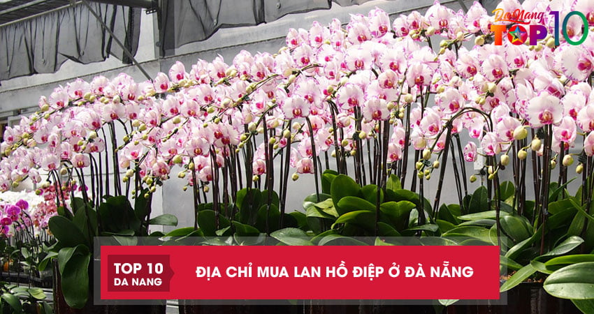 Top 5 địa chỉ mua lan Hồ Điệp ở Đà Nẵng đẹp rực rỡ