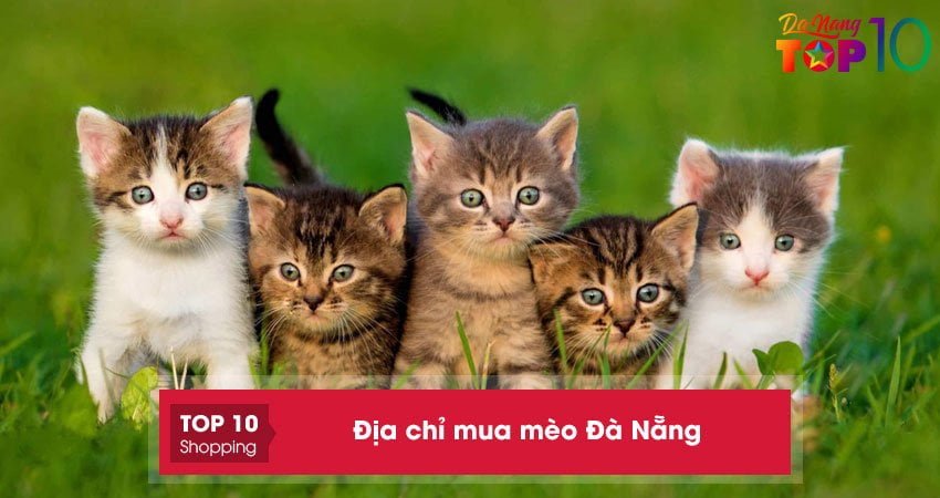 Top 10+ địa chỉ mua mèo Đà Nẵng thuần chủng KHỎE ĐẸP