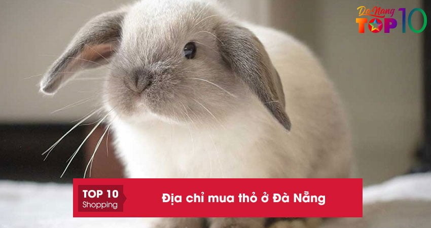 Top 5+ địa chỉ mua thỏ ở Đà Nẵng uy tín giá tốt nhất