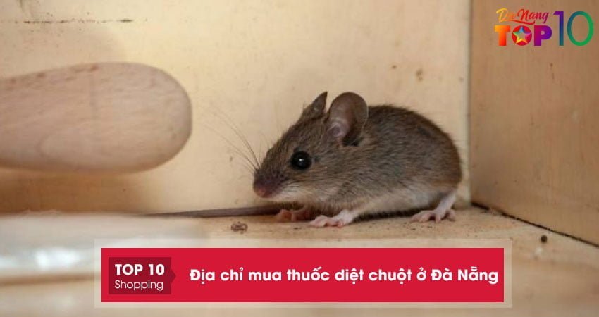 Top 5+ địa chỉ mua thuốc diệt chuột ở Đà Nẵng hiệu quả