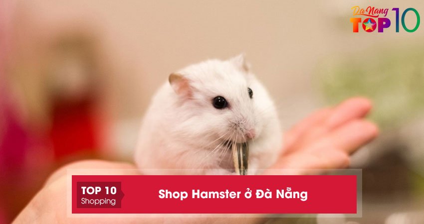 Top 5+ Shop Hamster ở Đà Nẵng UY TÍN chất lượng và giá tốt nhất