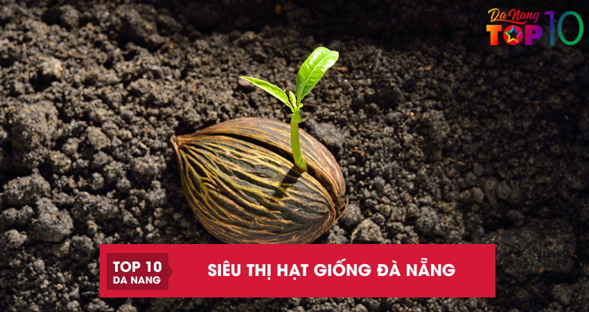 Top 5 siêu thị hạt giống Đà Nẵng với nhiều giống cây khỏe đẹp
