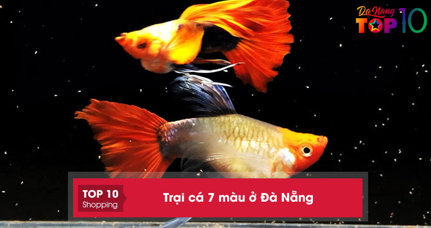 Top 10+ trại cá 7 màu ở Đà Nẵng ĐẸP dễ nuôi nhất