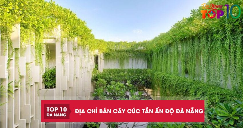 Top 6 địa chỉ bán cây cúc tần Ấn Độ Đà Nẵng đẹp rẻ