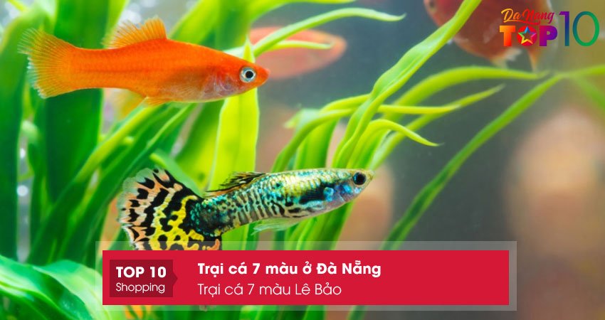 trai-ca-7-mau-le-bao-top10danang