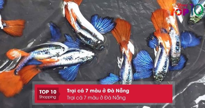 trai-ca-7-mau-o-da-nang-top10danang