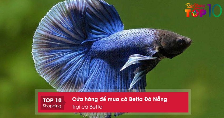 trai-ca-betta-dia-chi-mua-ca-betta-da-nang-top10danang