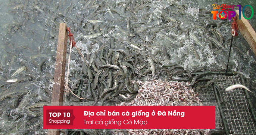 trai-ca-giong-co-map-ban-ca-giong-o-da-nang-du-loai-gia-re-top10danang