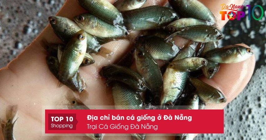 trai-ca-giong-da-nang-top10danang