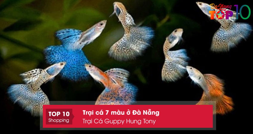 trai-ca-guppy-hung-tony-trai-ca-7-mau-o-da-nang-uy-tin-top10danang